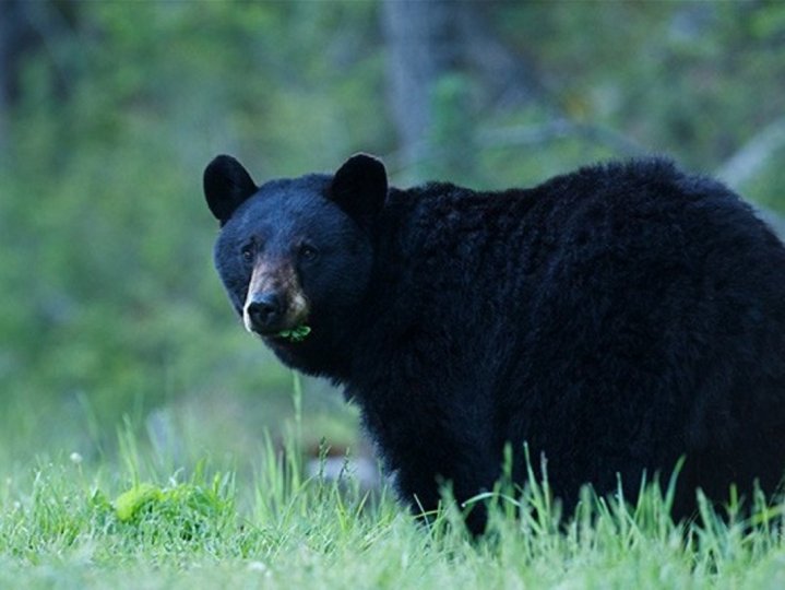 Squamish有小徑被關閉因女子被熊襲擊