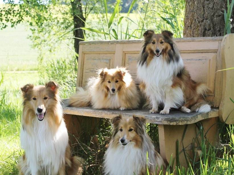 Featured News-Kamloops法官裁定咬死牧羊犬的比特犬須人道處置