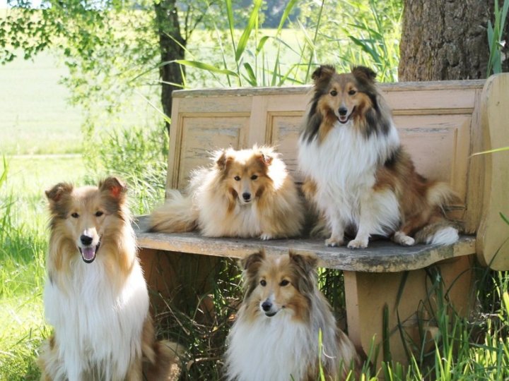 Kamloops法官裁定咬死牧羊犬的比特犬須人道處置