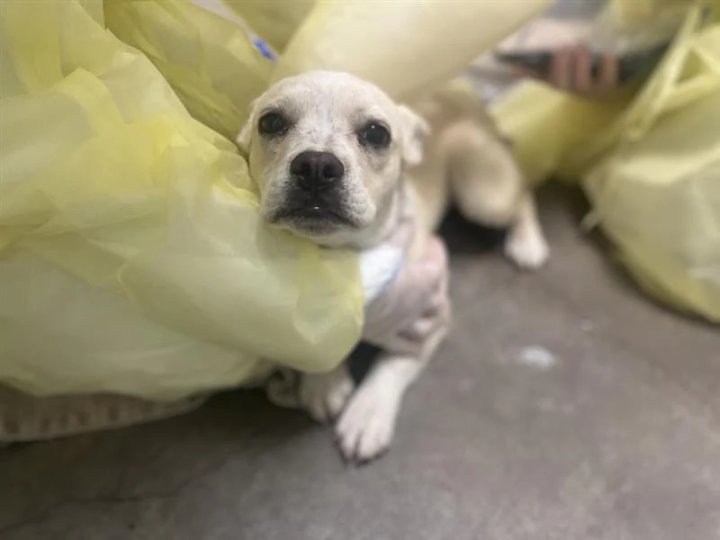 卑詩愛護動物協會搗破一個非法動物養殖場  發現28隻動物病重