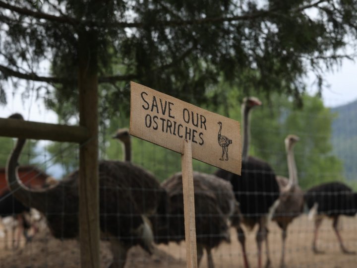 Nakusp皇家騎警說環球鴕鳥養殖場外抗議營地1名男子昨日暴斃