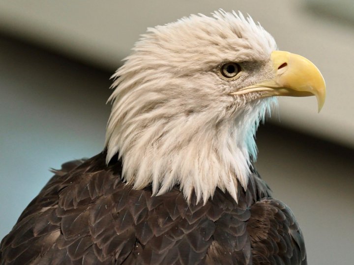 Harrison River Valley 白頭鷹再度大批聚集　全球最大冬季觀鷹地之一迎來高峰