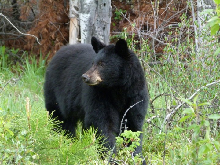 一批小學師生BC偏遠地區遭熊襲擊11傷 兩學童危殆