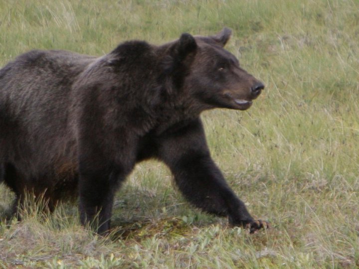 BC保育人員在省中部沿岸Bella Coola地區捕獲另外2隻灰熊