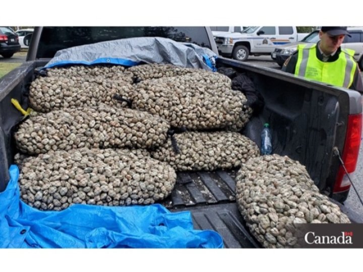 溫島男子非法捕撈貝類罰款5000元