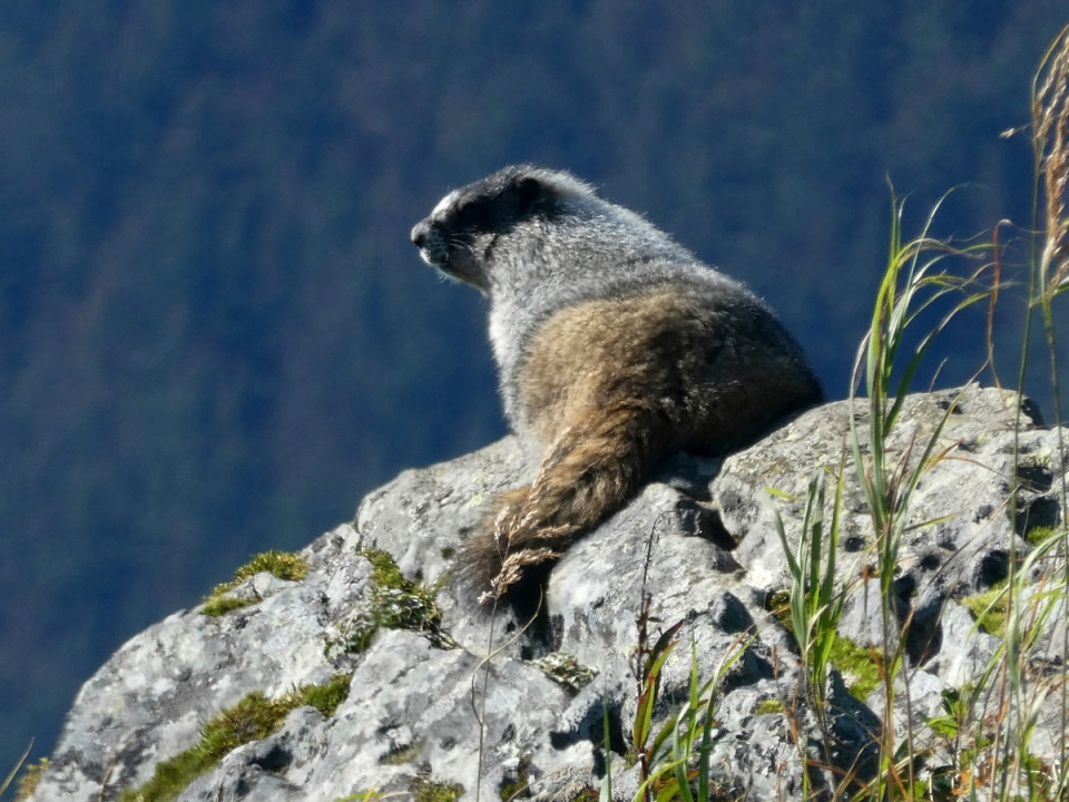 Featured News-土撥鼠恢復基金會宣布溫哥華島土撥鼠的數目今年達到427隻新高水平