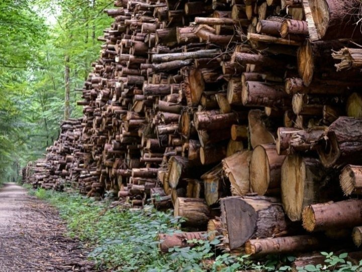 Crofton 造紙廠停產　尹大衛承諾支援工人及社區