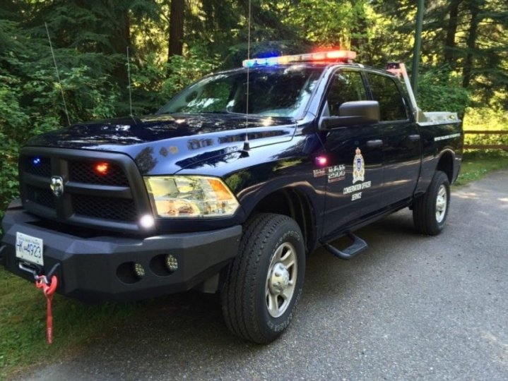 卑詩護生局人員再捕獲四隻灰熊 正檢測有否涉上月襲擊師生事件