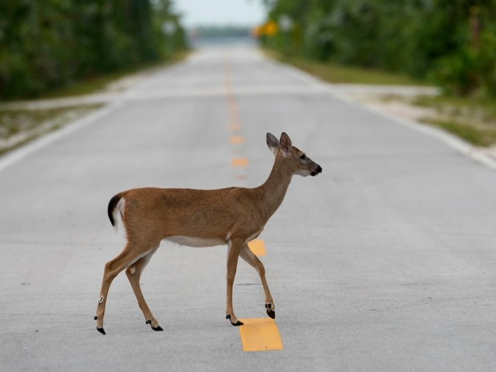 BC水源土地及資源管理廳說較早前被認定為Okanagan地區首宗鹿隻感染慢性消耗性疾病死亡個案的檢測結果呈陰性