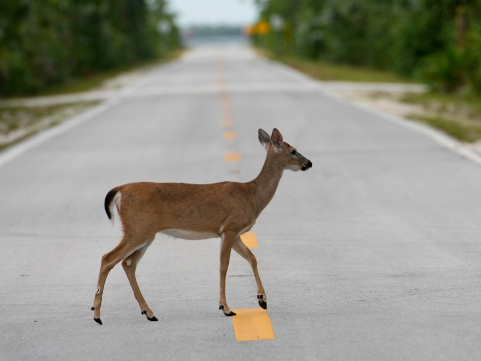 Featured News-Kootenay地區再有兩隻鹿確診慢性消耗性疾病