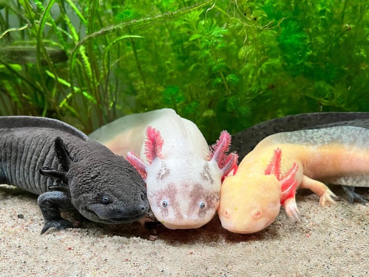 溫哥華水族館新增常設展覽「神奇墨西哥鈍口蠑螈」