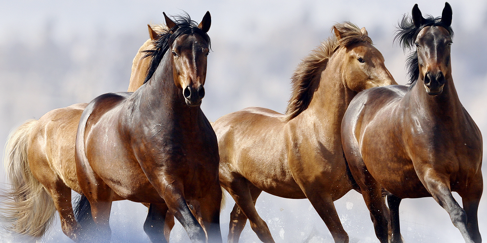 馬 Horse
