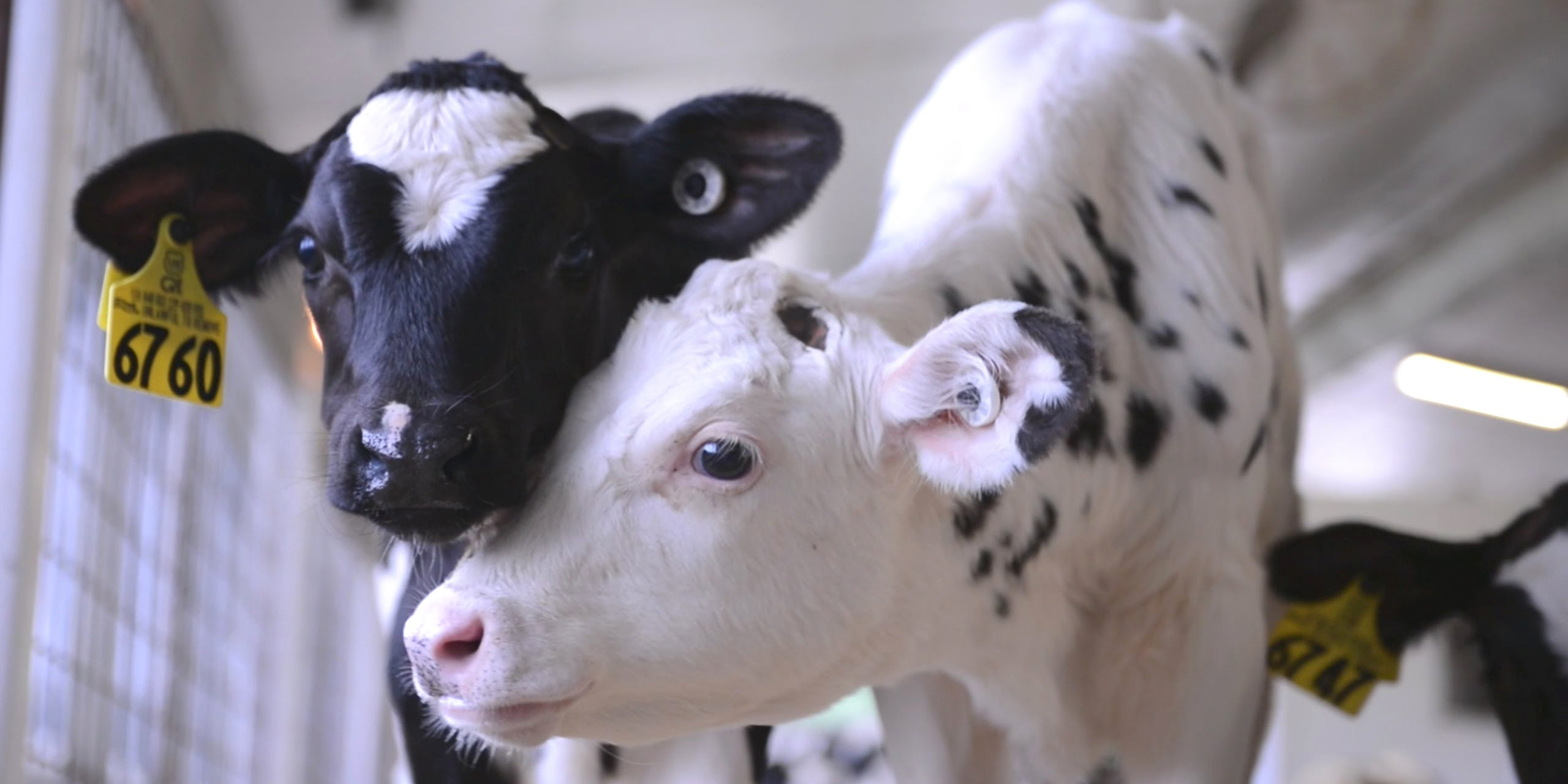 牛 Calf 