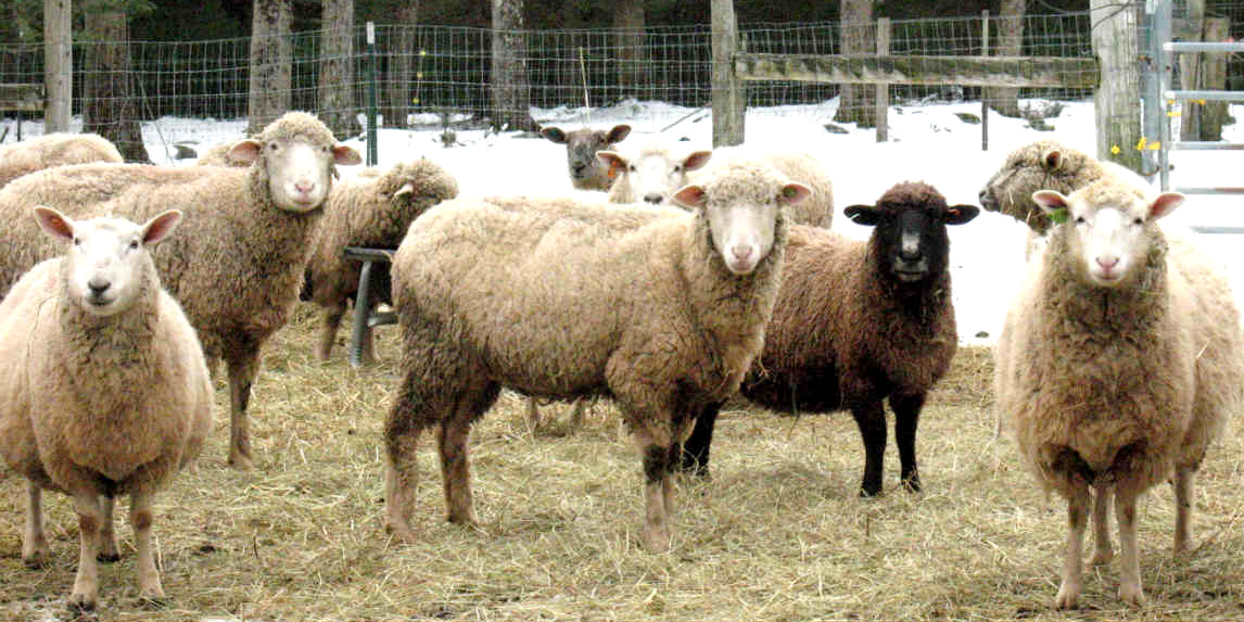羊 Mutton 