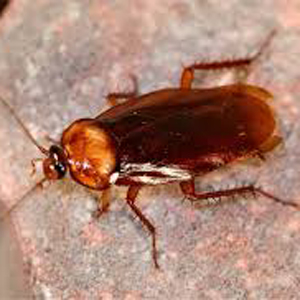 蟑螂 Cockroaches