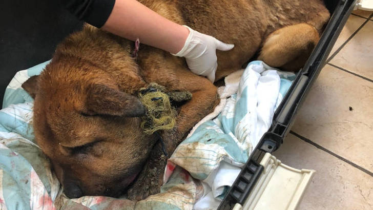 狗狗 Teddy 在 Duncan 市被救出時，被綁在屋外一堆垃圾旁邊，奄奄一息，因為太緊的狗帶割開了皮肉，造成傷口潰爛，而嚴重發炎令 Teddy 的頭部腫脹至原來的三倍大。(photo from BCSPCA)