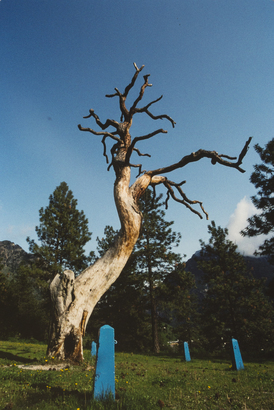謠傳 BC 省首任大法官曾利用此樹執行死刑，故大家都稱它為「吊人樹」。