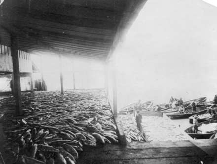 菲沙河口的漁獲曾高達每年 3,500 萬條。（City of Vancouver Archives AM54-S4: Indust P3.1)）