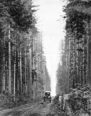 1895 年 Granville Street 近現 37th Avenue 處全是原始森林。(City of Vancouver Archives)