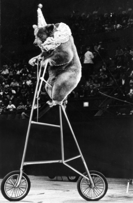 1969 年參加 PNE 的馬戲團仍有大熊表演。(City of Vancouver Archives)