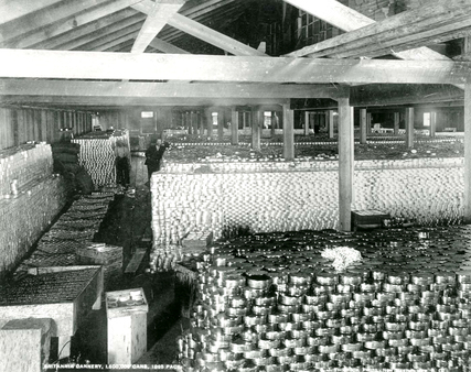 1895 年 Steveston 的 Britannia Cannery 曾生産達 150 萬罐三文魚。（City of Richmond Archives）