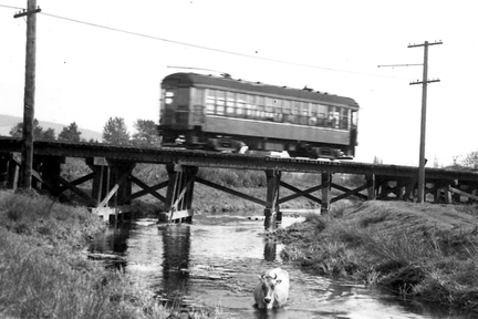 1950 年代 Interurban 列車跨越小河，可以見到在河中悠然自得的牛隻。（City of Richmond Archives）