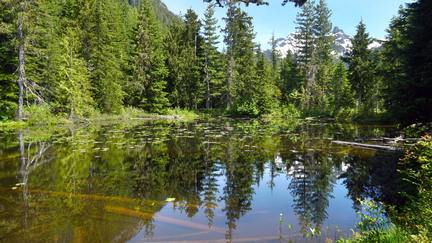 Wonderland Lake Trail 沿途依然可以見到 Summit Lodge 和遠方的雪山，但更能近距離的欣賞各式花草樹木。