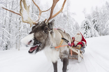 據說只有雌鹿在冬季帶角，所以拉聖誕老人雪車之馴鹿應屬全女班。(santaclausvillage.info)