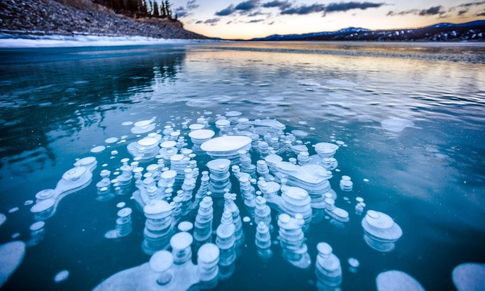 而隨著氣溫越來越低，這些冰凍氣泡就不斷堆積在如鏡面般清澈的冰層裡，宛如鑲嵌在通透湛藍寶石中的一朵朵馬蹄蓮，蔚為奇觀。
