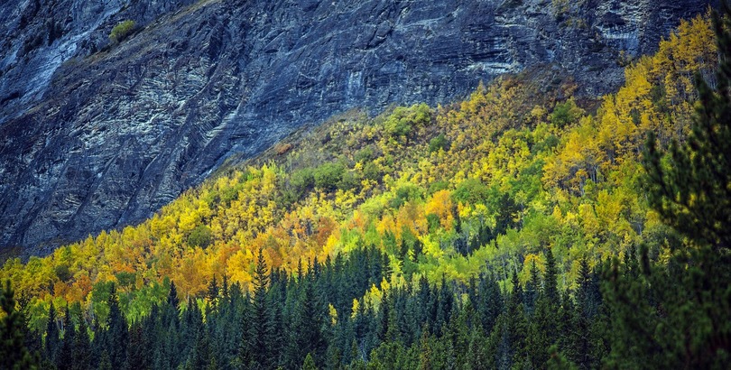 洛磯山的落葉松在秋天變成金黃色，跟四週山水與樹林構成另一番景色。