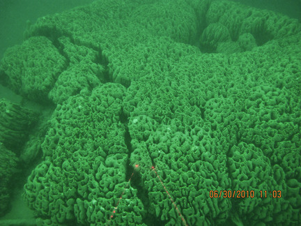 在不同水深的頻閃石礁（stromatolites）呈不同形狀。