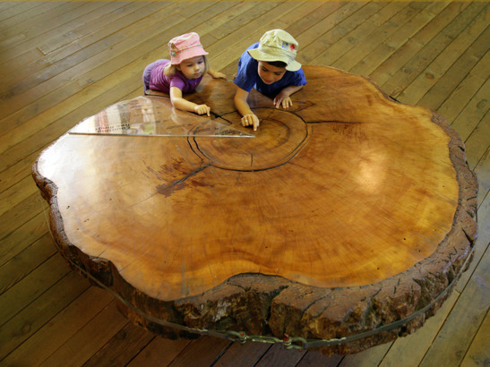 林木博物館内收藏有一塊從千年花旗杉鋸來之樹身切面。（Photo from BC Forest Discovery Centre)
