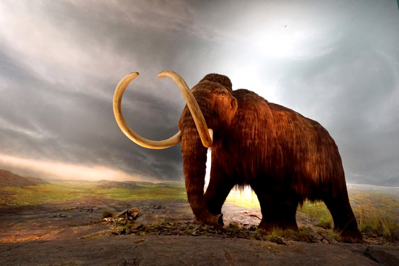 據説溫哥華島萬千年前，曾有長毛象聚居。