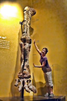 Royal Tyrrell Museum 恐龍館，展示的恐龍腿骨舉手也難攀。