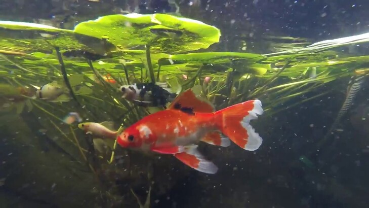 與陸地生物通過測量眼睛和周圍物體的角度來推算距離，金魚是透過尋找環境變化來推測，比如牠們會通過石頭、藻類等去感知移動距離。(Screenshot from Youtube)
