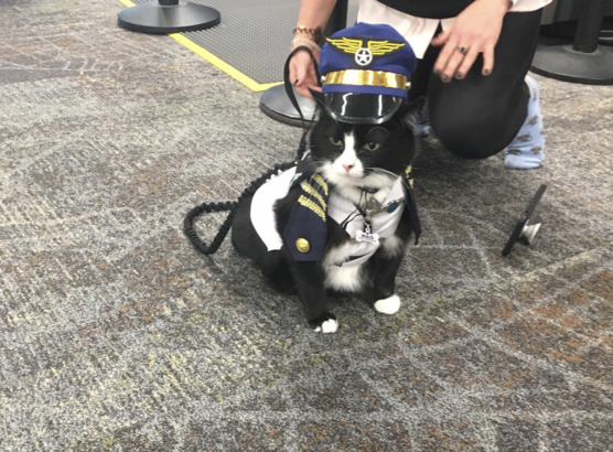 作為動物治療師，艾靈頓公爵會為被壓力、疾病和各種人生難關所折磨的人們帶來療癒，目的是讓他們感到安心，重拾笑容。(Photo from duke_therapy-cat Instagram)