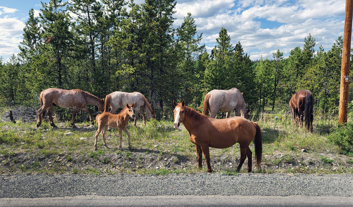 Chilcotin 區牧場的馬牛隨處遊蕩。
