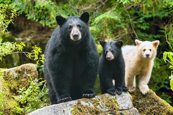 Bella Coola 海岸的 Great Bear Rain Forest，常見黑熊和白熊。(Photo from Destination BC)