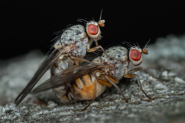 專家指出蒼蠅有時會在蔬果裡產卵，而在極罕見的情況下，這些蟲卵與幼蟲能夠逃過胃酸腐蝕，在人類腸道內孵化，最終造成感染，這在醫學上被稱為「胃腸道蠅蛆病」（intestinal myiasis）。(Photo by Pexels)