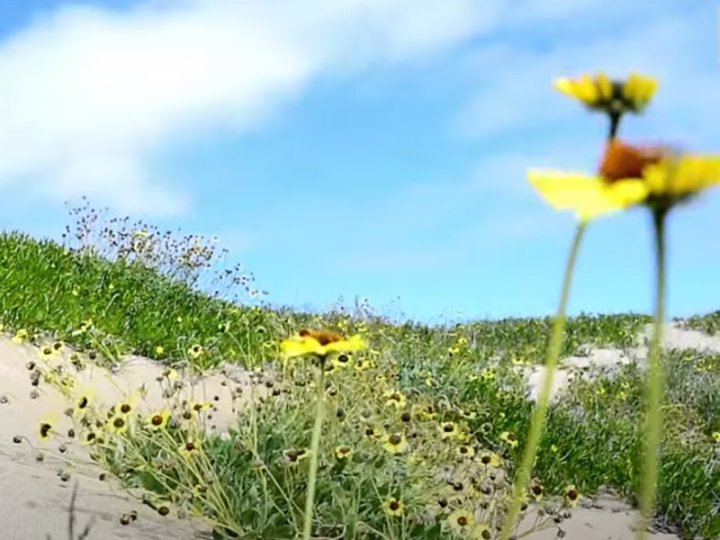 Flowers bloom in dessert 全球最乾燥沙漠驚現鮮艷花海 聖嬰現象重現 9 年前奇景1746076670 Flowers bloom in dessert 全球最乾燥沙漠驚現鮮艷花海 聖嬰現象重現 9 年前奇景