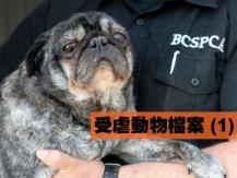 加拿大中文電台愛護動物週前奏 - 受虐動物檔案 (1)1746054569