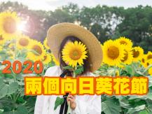 Sunflower Festivals 溫市附近兩個向日葵花節