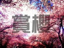Cherry Blossom 溫哥華櫻花航拍 帶你鳥瞰花叢 4 月底全球首播