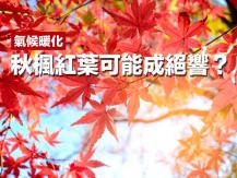 Maple leaf 氣候變化 秋楓紅葉可能成絕響？