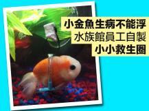 Goldfish 小金魚無法游泳  水族館人員製作超 Q 救生圈