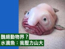 Blobfish 醜絕動物界？水滴魚無奈表示：我醜是因為壓力山大