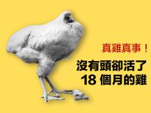 Chicken 沒有頭卻活了 18 個月的雞