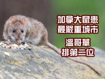 Rat「加拿大城市鼠患排行榜」溫哥華 本拿比 列治文 均上榜！