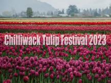 Chilliwack Tulip Festival 溫哥華鬱金香節 季節限定 不少人慕名而來