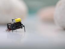 Robot insect 中國研發機械昆蟲　體積小 移動快 協助災後搜救1746054569